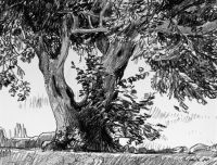 Solamibrotbaum in Istereri Paros